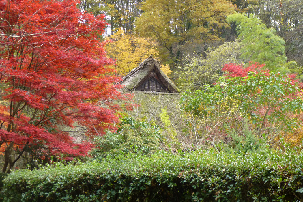 紅葉が見事な町田市の薬師池公園　散策に疲れたら茶店のおまんじゅうがお勧めです